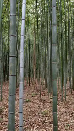 Three foreground bamboo stalks framing the deep grove