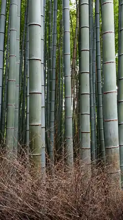 Silver-green bamboo columns rising above fine dry branches