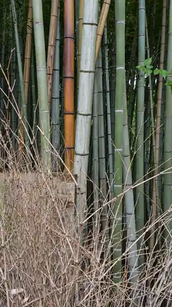 Amber and muted purple bamboo among silver-green stalks