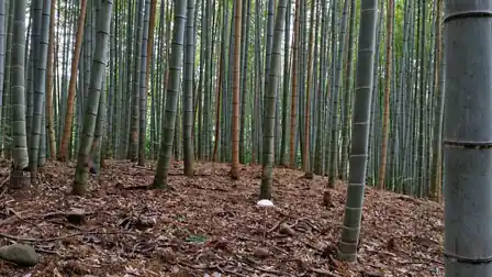 A small white mushroom on the leaf-strewn bamboo forest floor