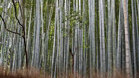 Curving tree branches contrasting with vertical bamboo