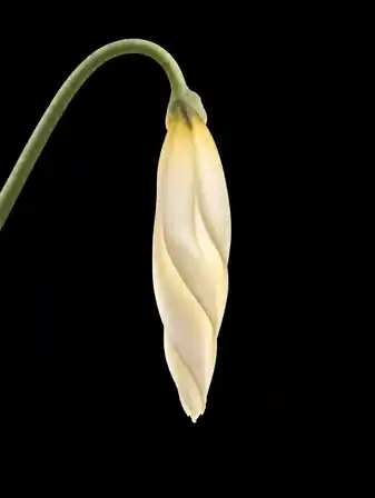 Drooping Morning Glory Bud