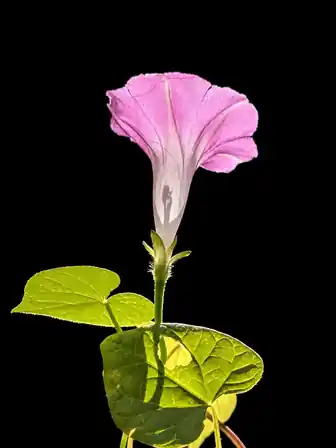 Pink Morning Glory
