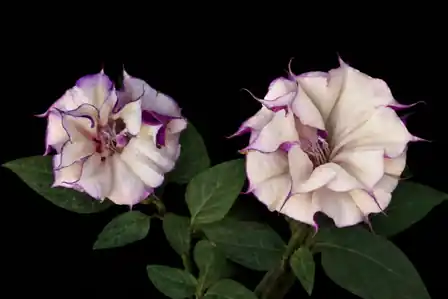 Datura
