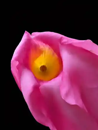 Mandevilla Corollas