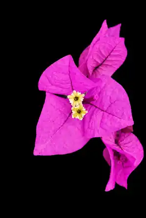 Bougainvillea