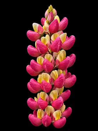 Pink and Cream Lupine
