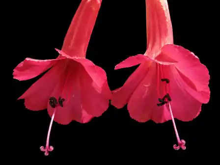 Scarlet Fuchsia