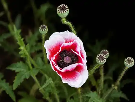 Poppy