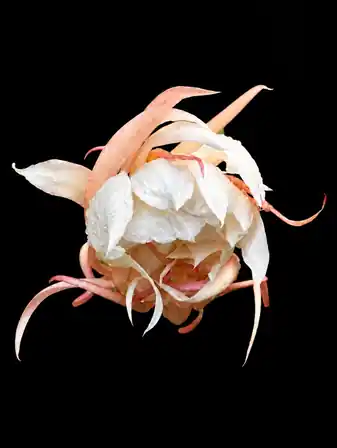 Night-Blooming Cereus