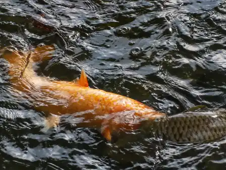 Golden and gray koi beneath rippling pond reflections in Japan