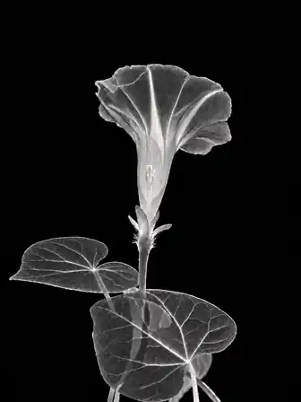 A translucent white morning glory with softly illuminated inner structures, a delicate corolla and nearly transparent leaves against black.