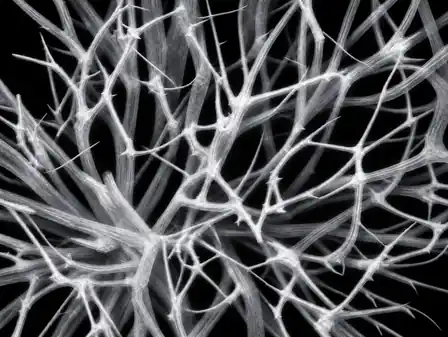 Translucent pale white branching forms with luminous internal structures against black.
