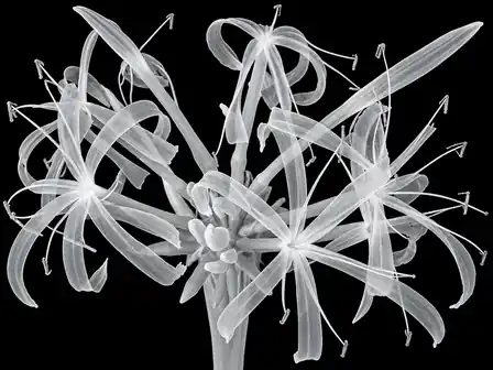 A cluster of pale white translucent spider lily flowers, with curling narrow petals, long filaments and buds against black.