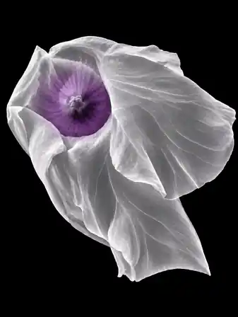 Translucent white petals with luminous veins surround a violet throat against a deep black background.