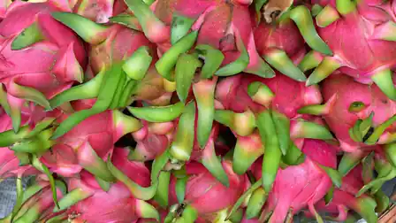 Pink dragon fruit with overlapping green bracts