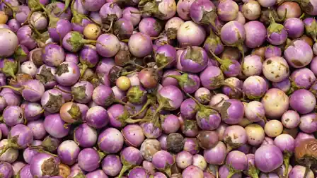 Small purple and cream eggplants with green calyxes