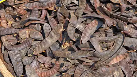 Overlapping dry brown seed pods