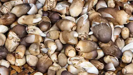 Brown and cream mushrooms piled together