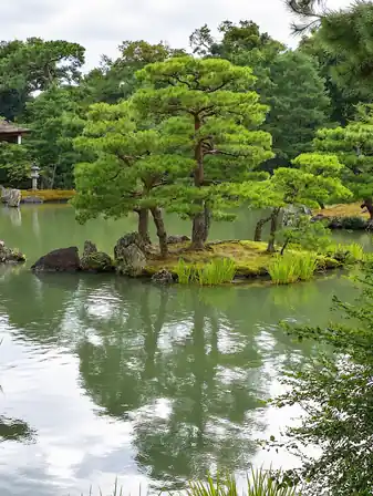 Pine trees on a small rocky island reflected in a green garden pond.